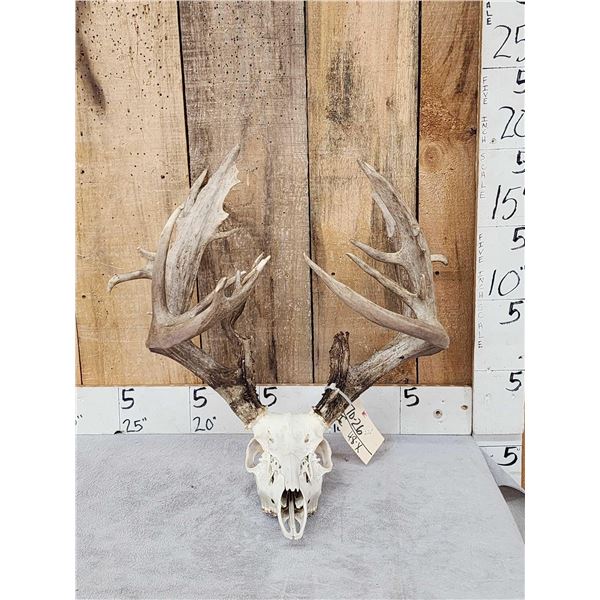 226" Whitetail Antlers On Skull