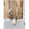 226" Whitetail Antlers On Skull