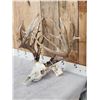 Image 2 : 226" Whitetail Antlers On Skull