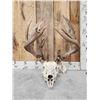 Image 3 : 226" Whitetail Antlers On Skull