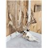 Image 5 : 226" Whitetail Antlers On Skull