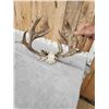 Image 6 : 226" Whitetail Antlers On Skull