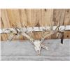 Image 10 : Monster 341" Whitetail Antlers On Skull