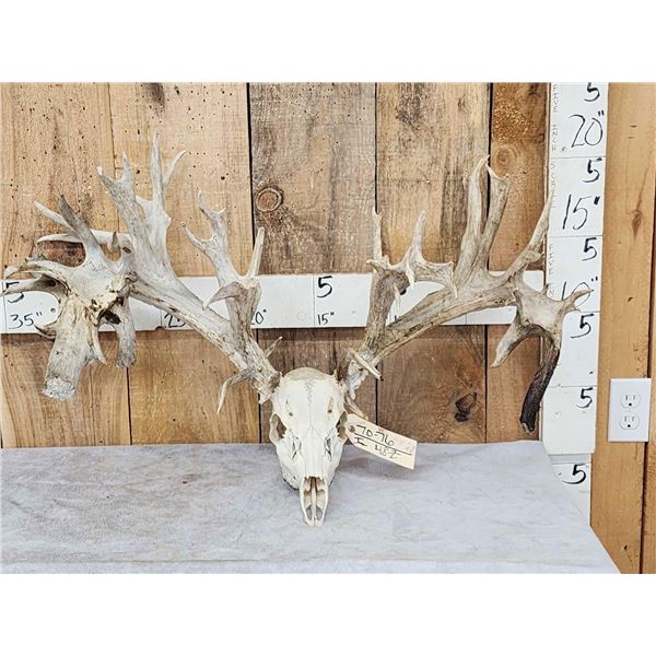 Monster 341" Whitetail Antlers On Skull