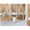 Monster 341" Whitetail Antlers On Skull