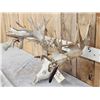 Image 2 : Monster 341" Whitetail Antlers On Skull