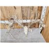 Image 3 : Monster 341" Whitetail Antlers On Skull
