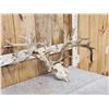 Image 4 : Monster 341" Whitetail Antlers On Skull