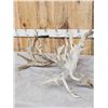 Image 5 : Monster 341" Whitetail Antlers On Skull