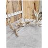 Image 7 : Monster 341" Whitetail Antlers On Skull