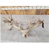 Image 8 : Monster 341" Whitetail Antlers On Skull
