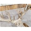 Image 9 : Monster 341" Whitetail Antlers On Skull