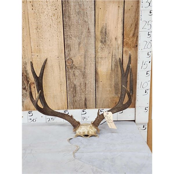 5x5 Mule Deer Antlers On Skull Plate