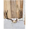 5x5 Mule Deer Antlers On Skull Plate