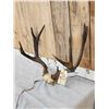 Image 2 : 5x5 Mule Deer Antlers On Skull Plate