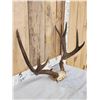 Image 3 : 5x5 Mule Deer Antlers On Skull Plate