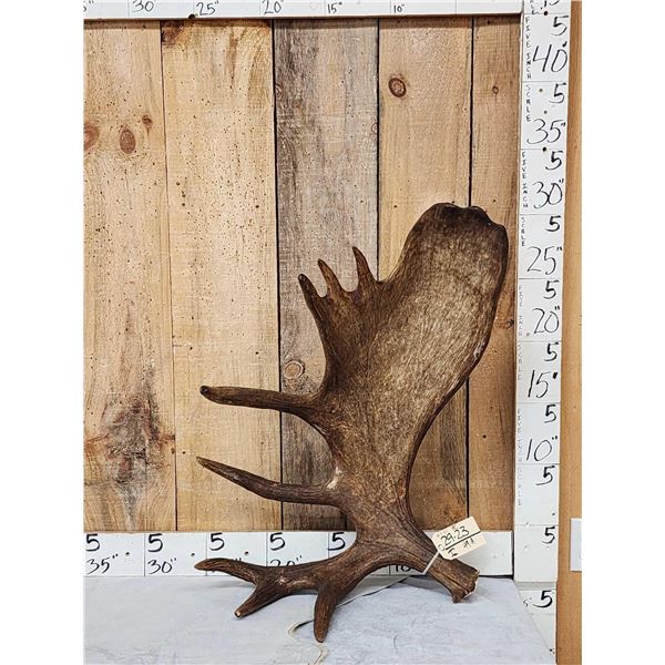 15.3 Lbs Self Standing Alaskan Moose Shed Antler