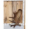 15.3 Lbs Self Standing Alaskan Moose Shed Antler