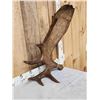 Image 2 : 15.3 Lbs Self Standing Alaskan Moose Shed Antler