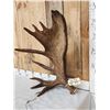 Image 3 : 15.3 Lbs Self Standing Alaskan Moose Shed Antler