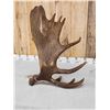 Image 4 : 15.3 Lbs Self Standing Alaskan Moose Shed Antler