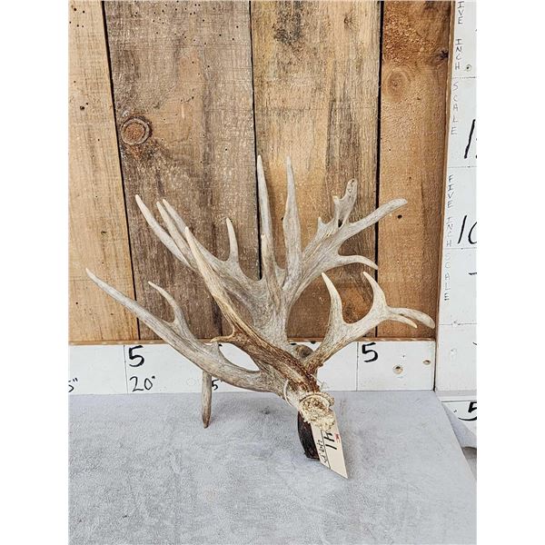 GIANT 165" Single Whitetail Shed Antler