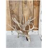 GIANT 165" Single Whitetail Shed Antler