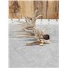 Image 2 : GIANT 165" Single Whitetail Shed Antler