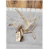 Image 3 : GIANT 165" Single Whitetail Shed Antler