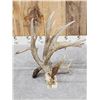 Image 6 : GIANT 165" Single Whitetail Shed Antler