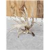 Image 8 : GIANT 165" Single Whitetail Shed Antler