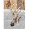Image 9 : GIANT 165" Single Whitetail Shed Antler