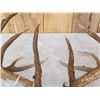 Image 10 : B&C Main Frame 5x5 Whitetail Antlers On Skull Plate