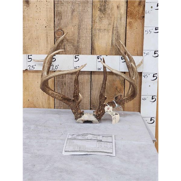 B&C Main Frame 5x5 Whitetail Antlers On Skull Plate