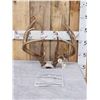 Image 1 : B&C Main Frame 5x5 Whitetail Antlers On Skull Plate