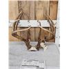 Image 2 : B&C Main Frame 5x5 Whitetail Antlers On Skull Plate