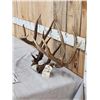 Image 3 : B&C Main Frame 5x5 Whitetail Antlers On Skull Plate