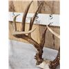Image 6 : B&C Main Frame 5x5 Whitetail Antlers On Skull Plate
