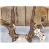 Image 7 : B&C Main Frame 5x5 Whitetail Antlers On Skull Plate