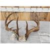 Image 9 : B&C Main Frame 5x5 Whitetail Antlers On Skull Plate