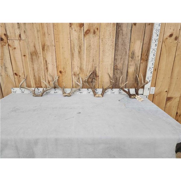 4 Sets Of Whitetail Antlers On Skull Plate