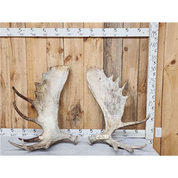 35 Lbs Set Of Alaskan Moose Shed Antlers