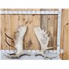 Image 1 : 35 Lbs Set Of Alaskan Moose Shed Antlers