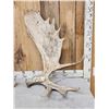 Image 2 : 35 Lbs Set Of Alaskan Moose Shed Antlers