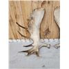 Image 3 : 35 Lbs Set Of Alaskan Moose Shed Antlers