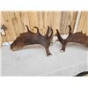 Image 4 : 35 Lbs Set Of Alaskan Moose Shed Antlers