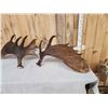 Image 5 : 35 Lbs Set Of Alaskan Moose Shed Antlers