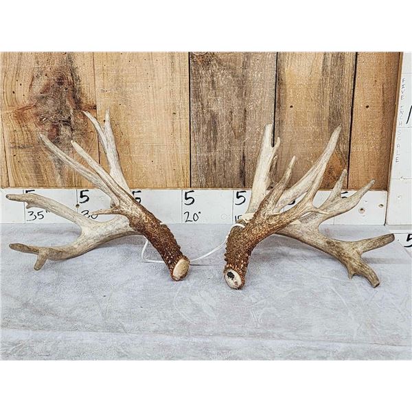 Heavy Mass 223" Set Of Whitetail Shed Antlers