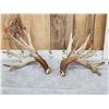 Image 1 : Heavy Mass 223" Set Of Whitetail Shed Antlers