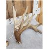 Image 2 : Heavy Mass 223" Set Of Whitetail Shed Antlers